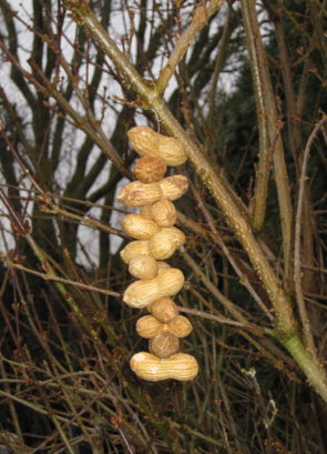 selbstgemachtes Vogelfutter