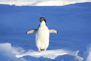Pinguin – KiwiThek